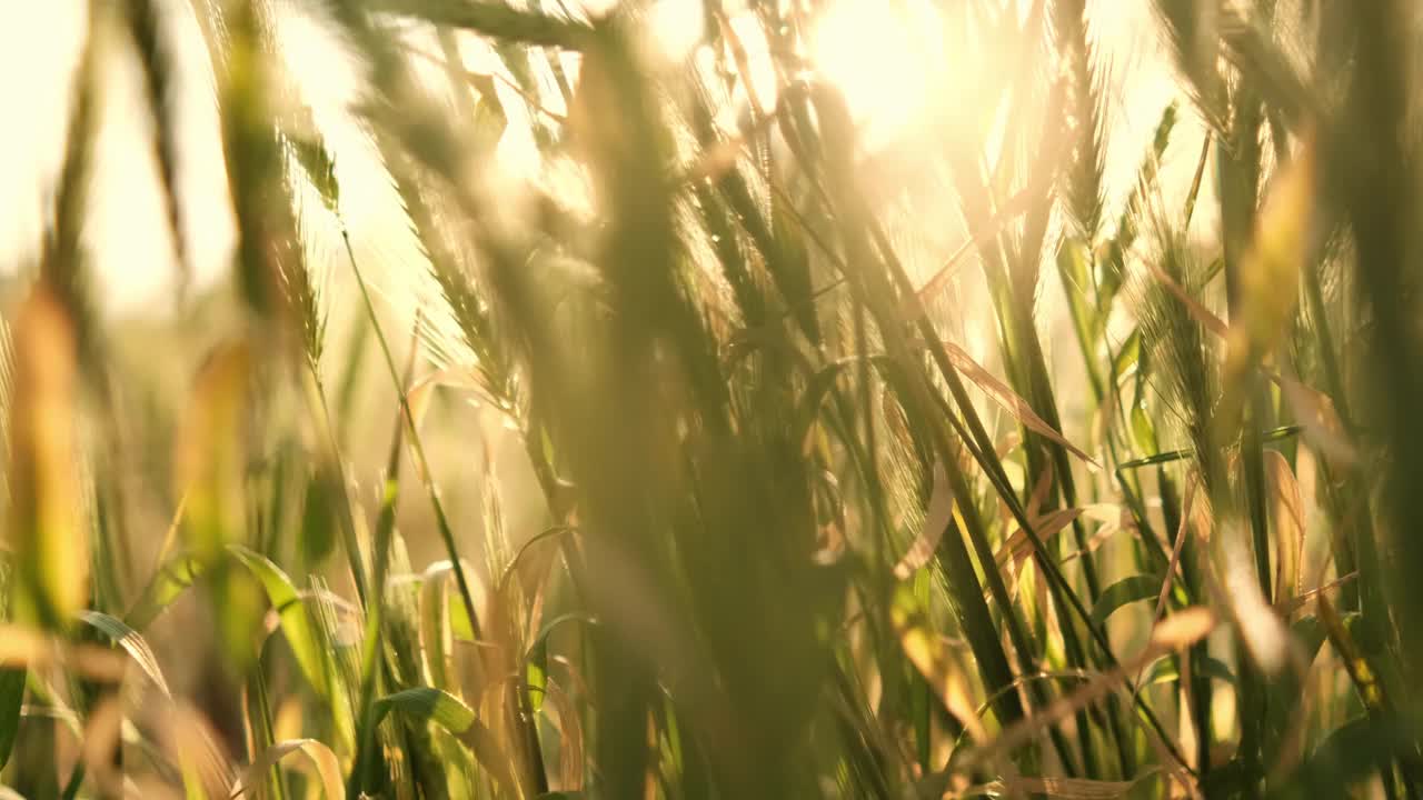 镜头在高高的草丛中缓慢移动。视频下载