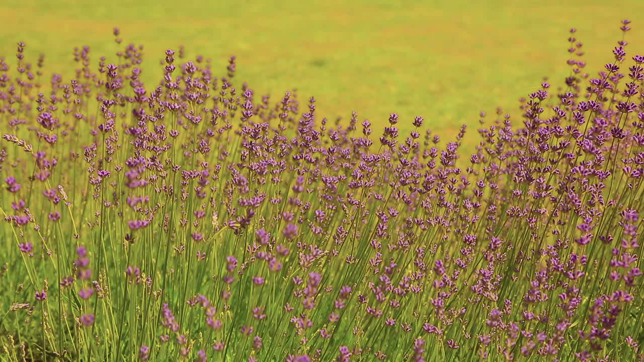 野生薰衣草。不同深浅的薰衣草在屋外生长。薰衣草。视频素材