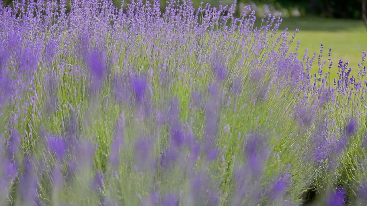 野生薰衣草。不同深浅的薰衣草在屋外生长。薰衣草。视频素材