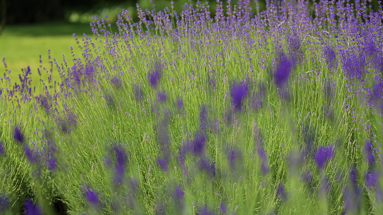 野生薰衣草。不同深浅的薰衣草在屋外生长。薰衣草。视频素材