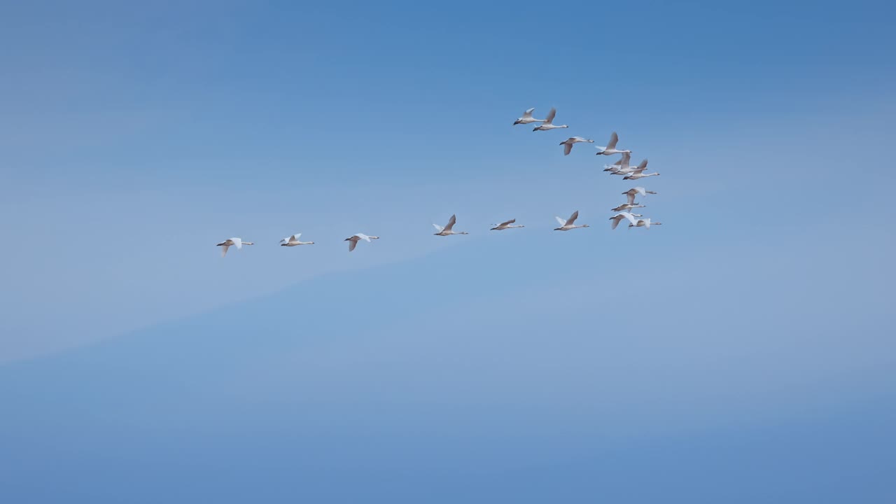 天空中飞翔的天鹅，成群的天鹅鸟，野生动物迁徙4K慢动作视频视频素材
