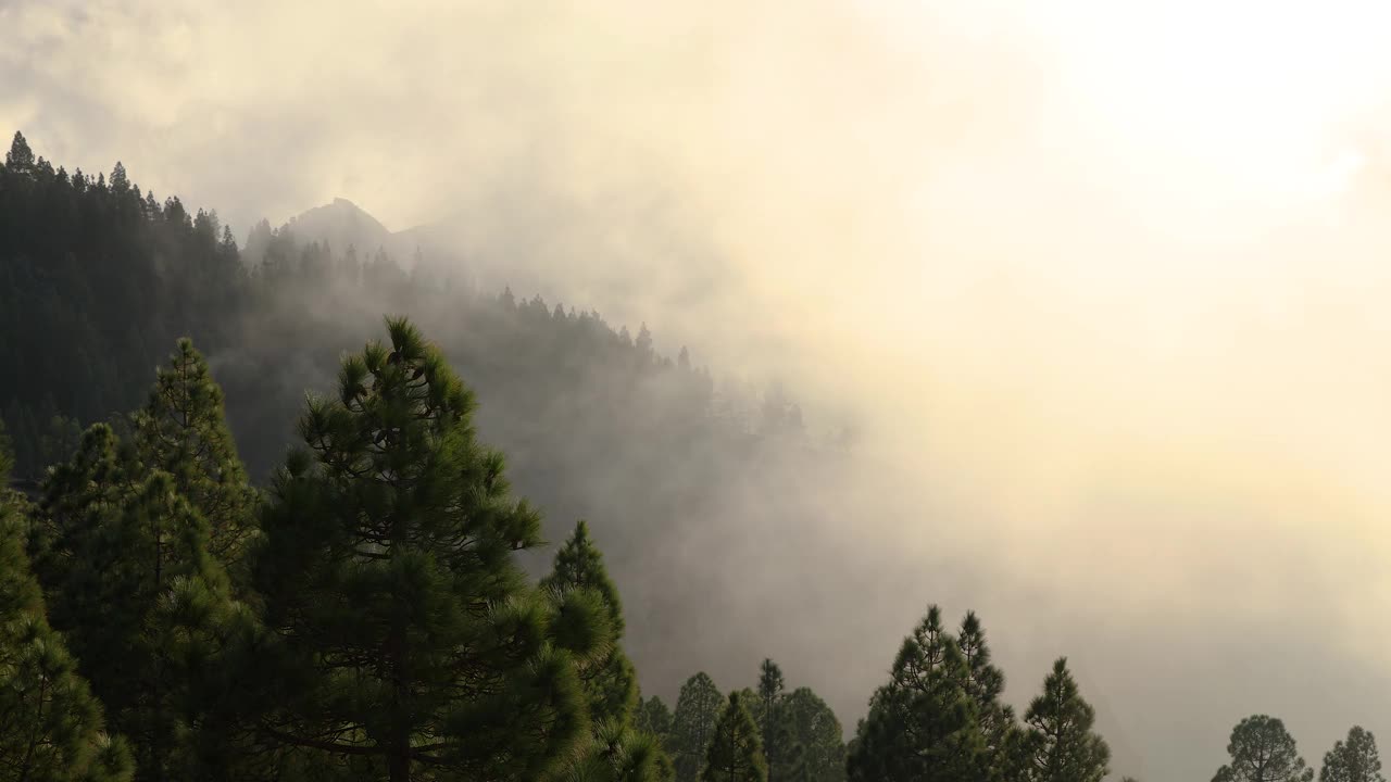 森林和雾的景色视频素材