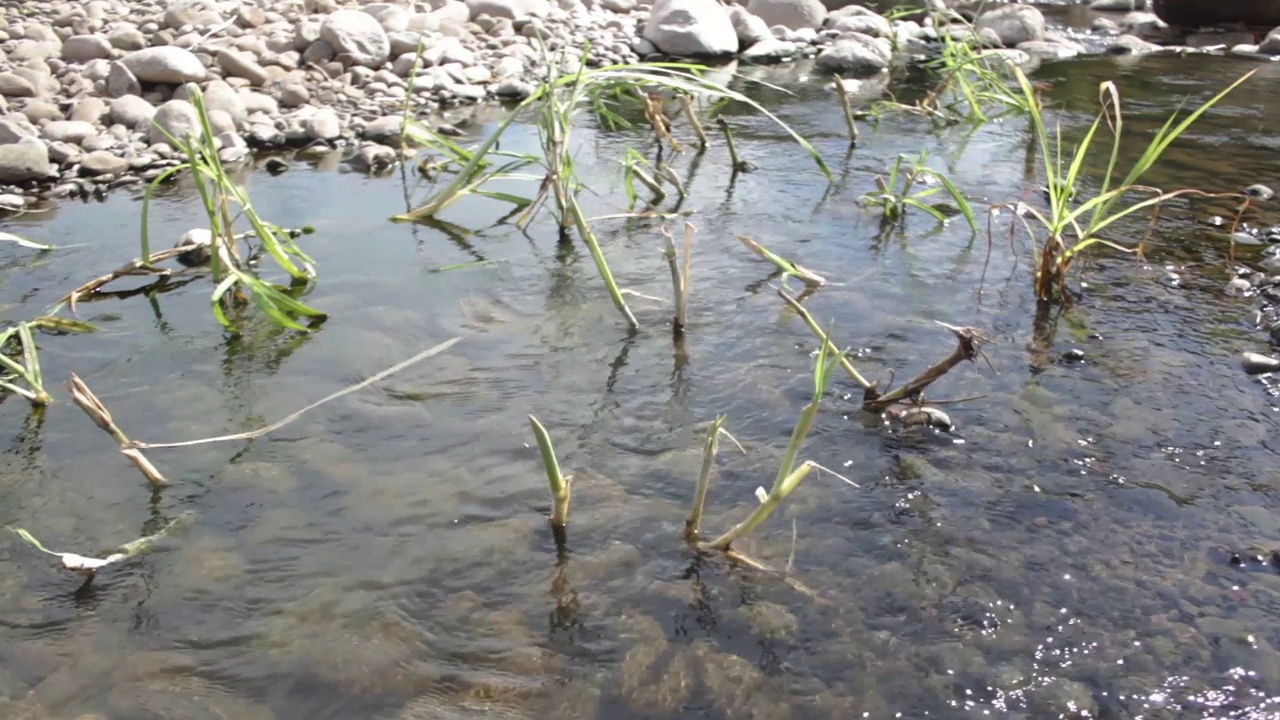 植物在河水中流动视频下载