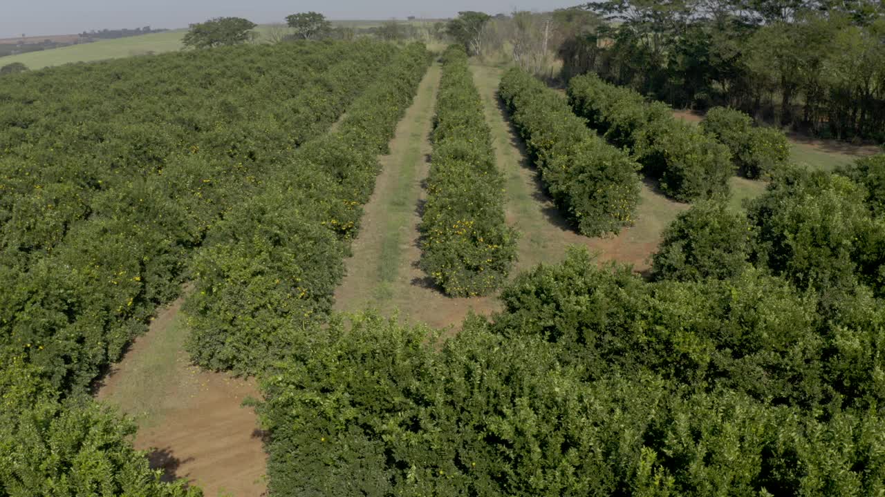 无人机拍摄的橙色种植园的黄色果实视频素材