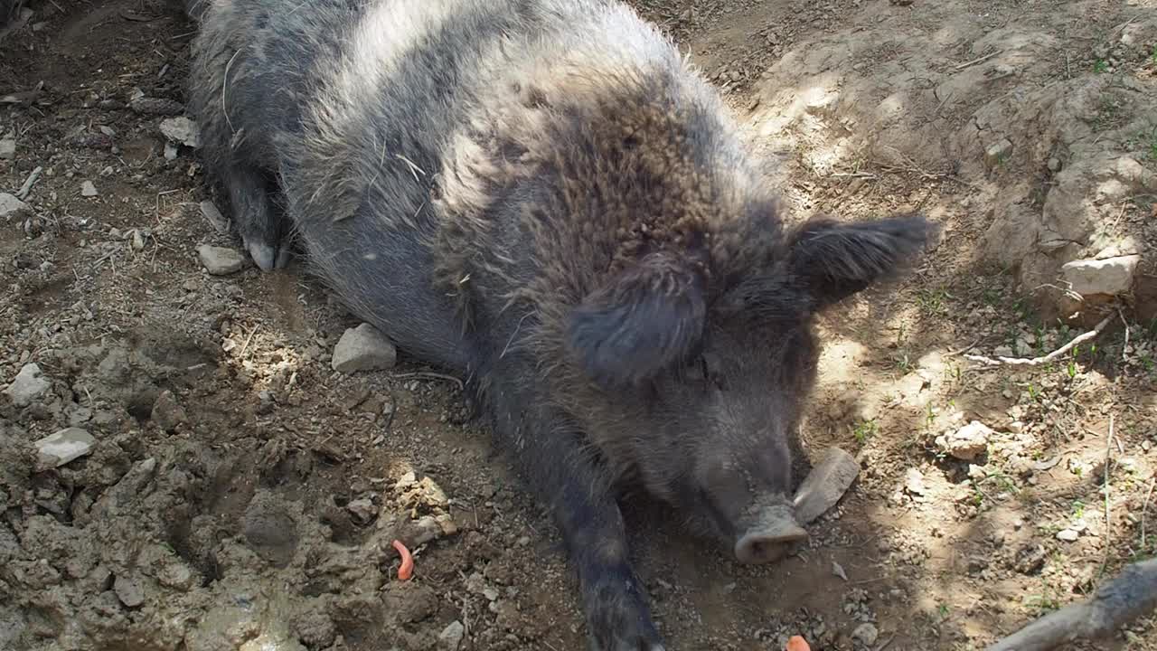 在炎热的天气里，一只懒惰的野猪闭着眼睛躺在地上的阴影里视频素材