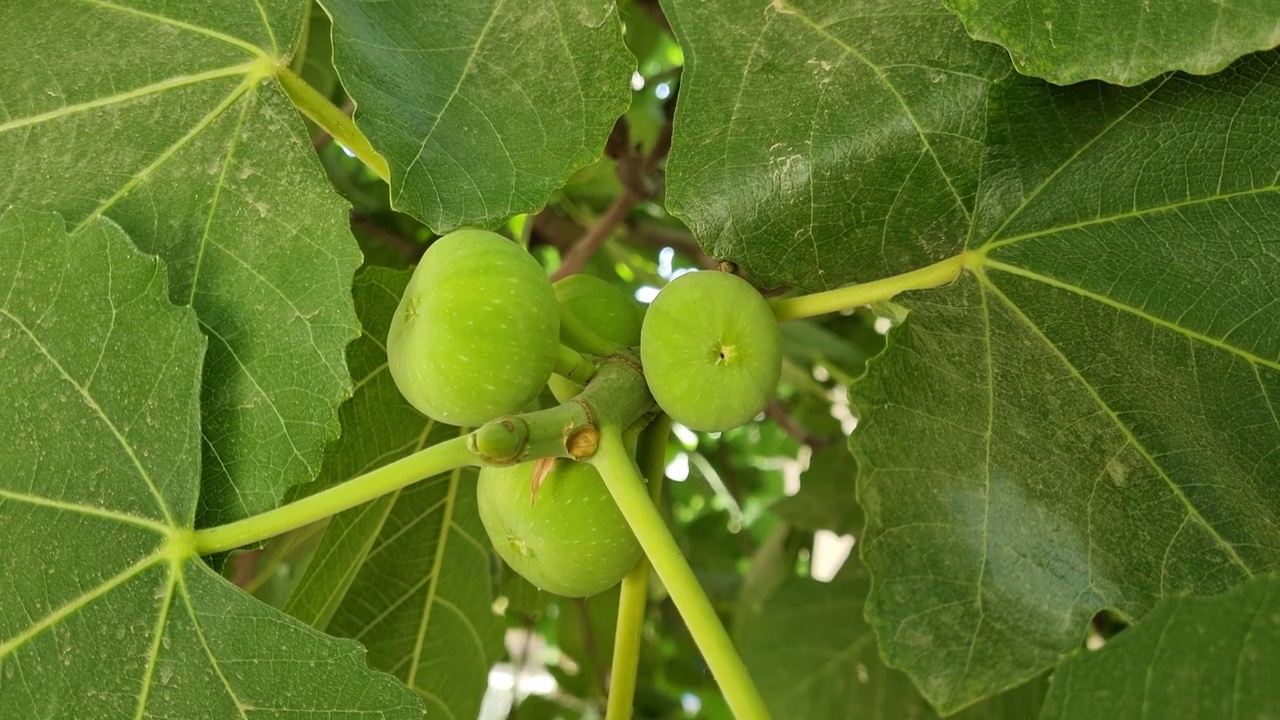 树上的绿无花果特写视频素材