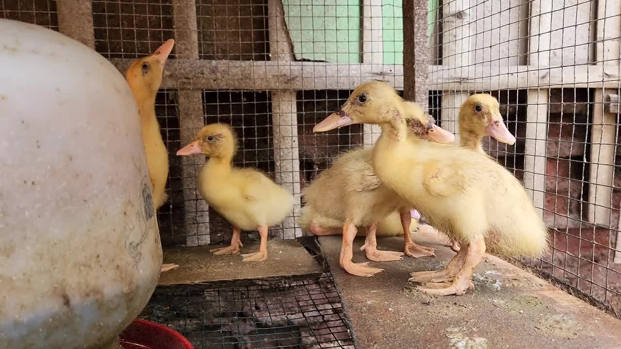 小鸭子视频下载