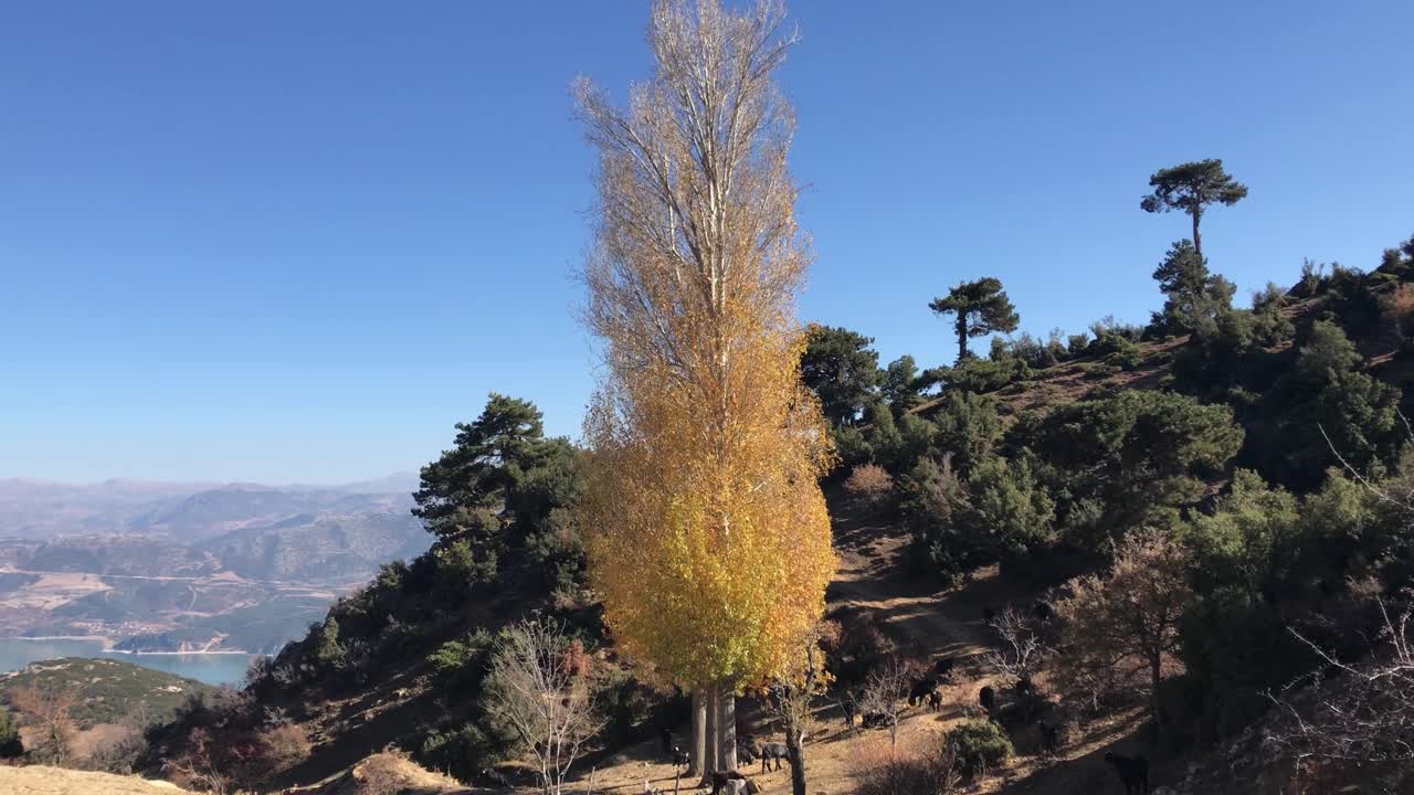 一群山羊从山上走下来视频素材