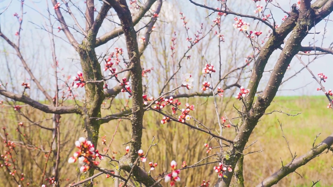 花视频素材