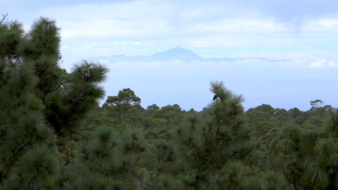 大加那利岛的Tamadaba自然公园视频素材