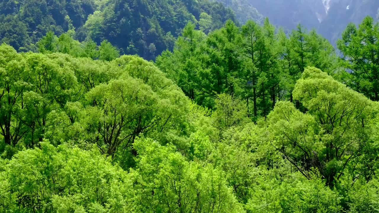 清新的绿林在风中摇曳，大自然，上知县六月初视频素材