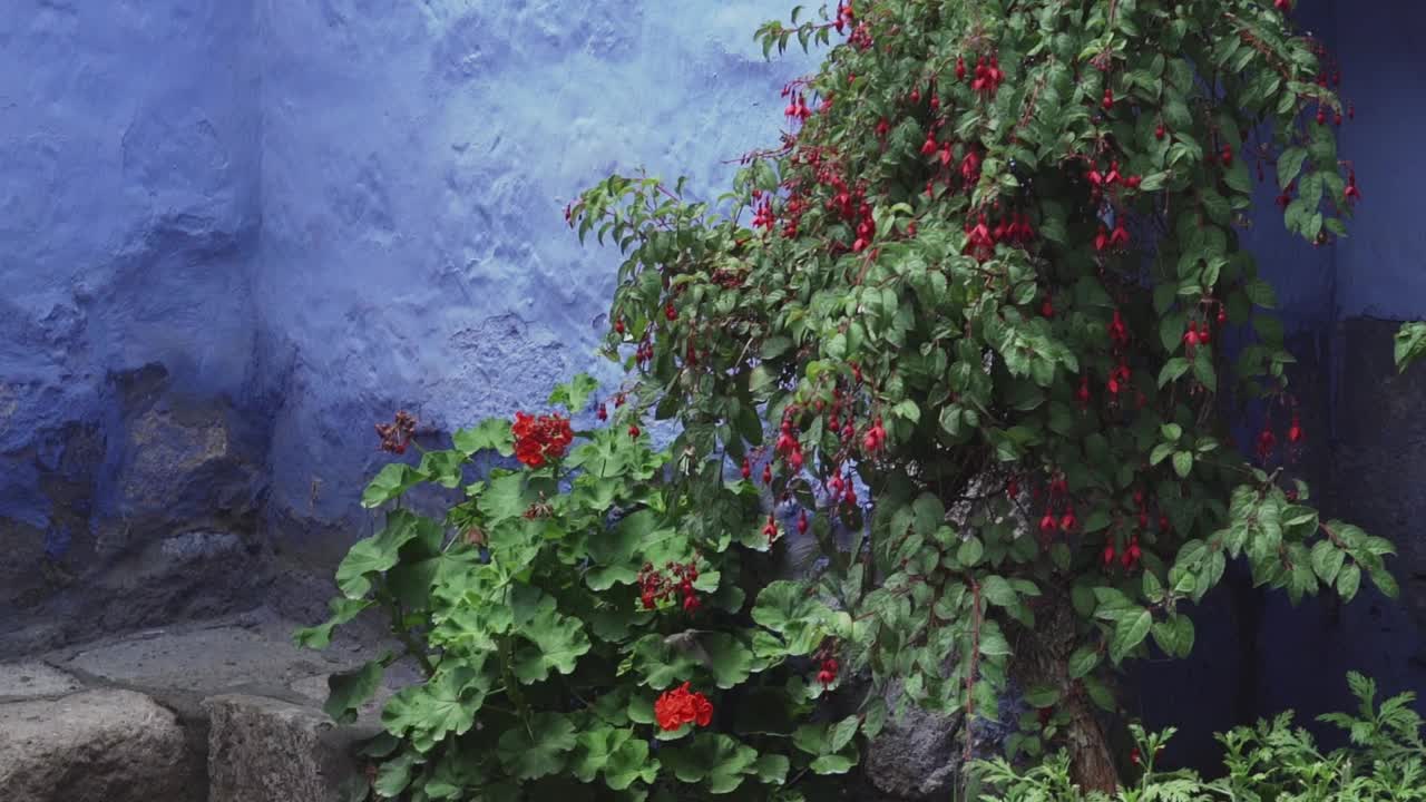 小蜂鸟从一朵花飞到另一朵花，吃花蜜，掸花上的灰尘。视频素材