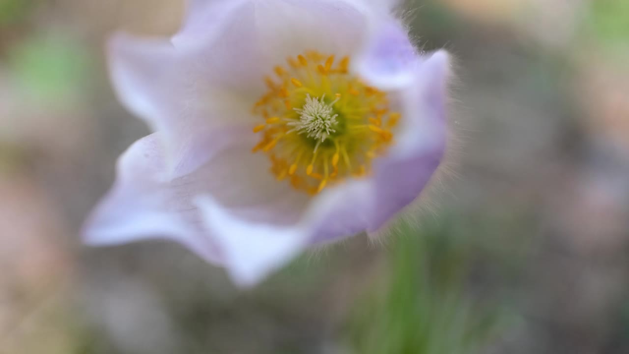 白头翁花特写。早春概念视频素材