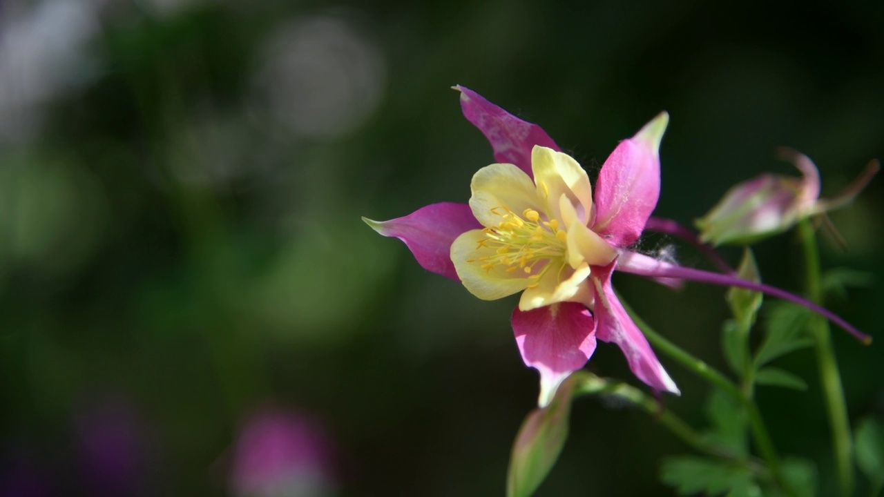 水仙花×杂交花视频素材