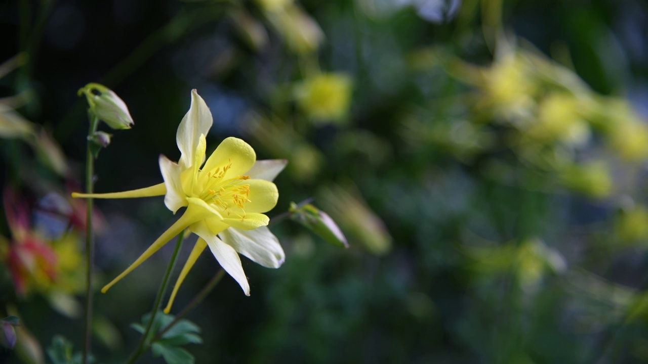 金色耧斗菜花视频素材