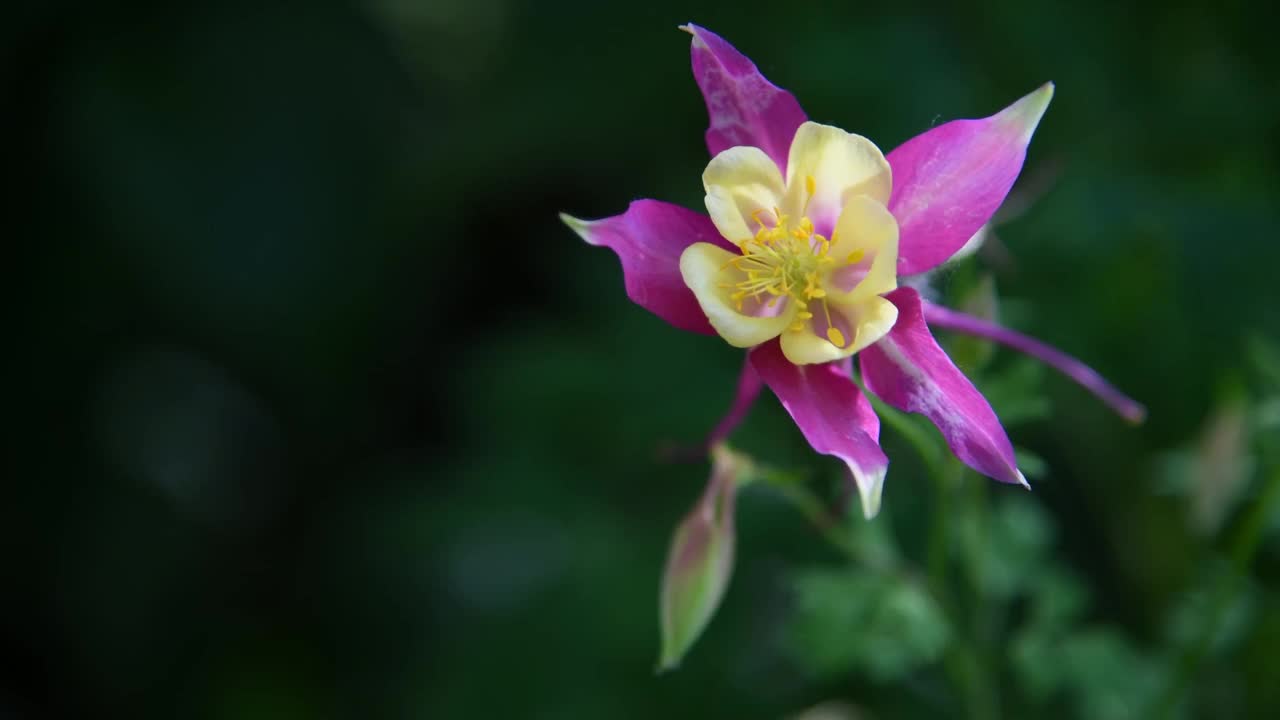 水仙花×杂交花视频素材