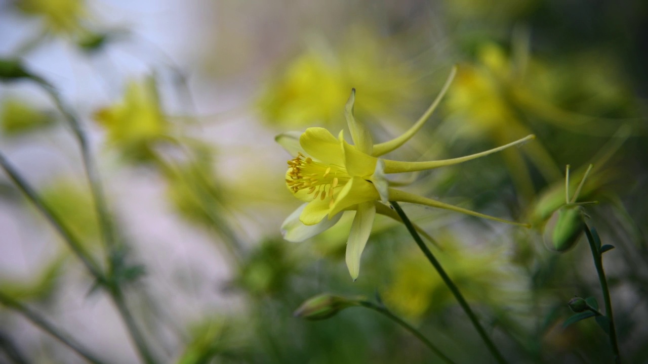 金色耧斗菜花视频素材