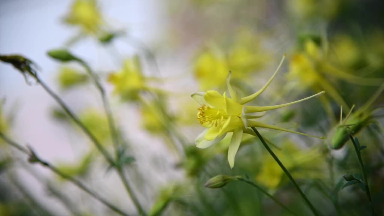 金色耧斗菜花视频素材