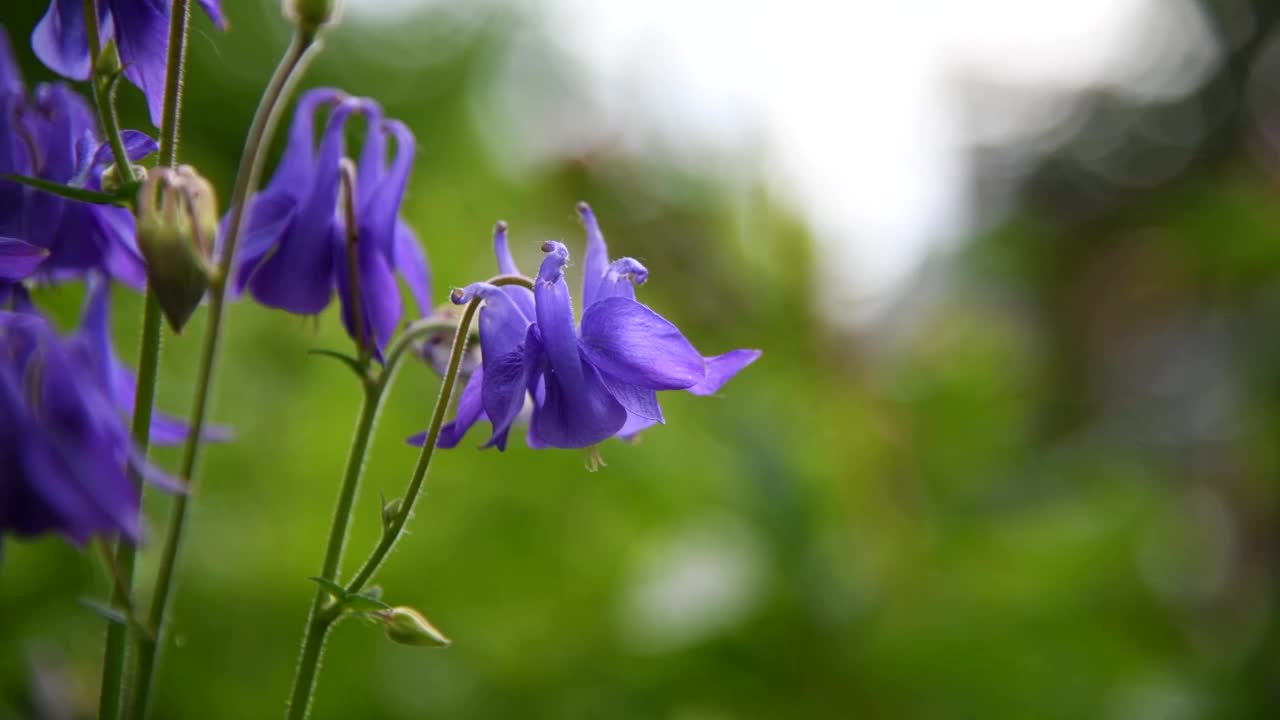 蓝色水仙花视频素材