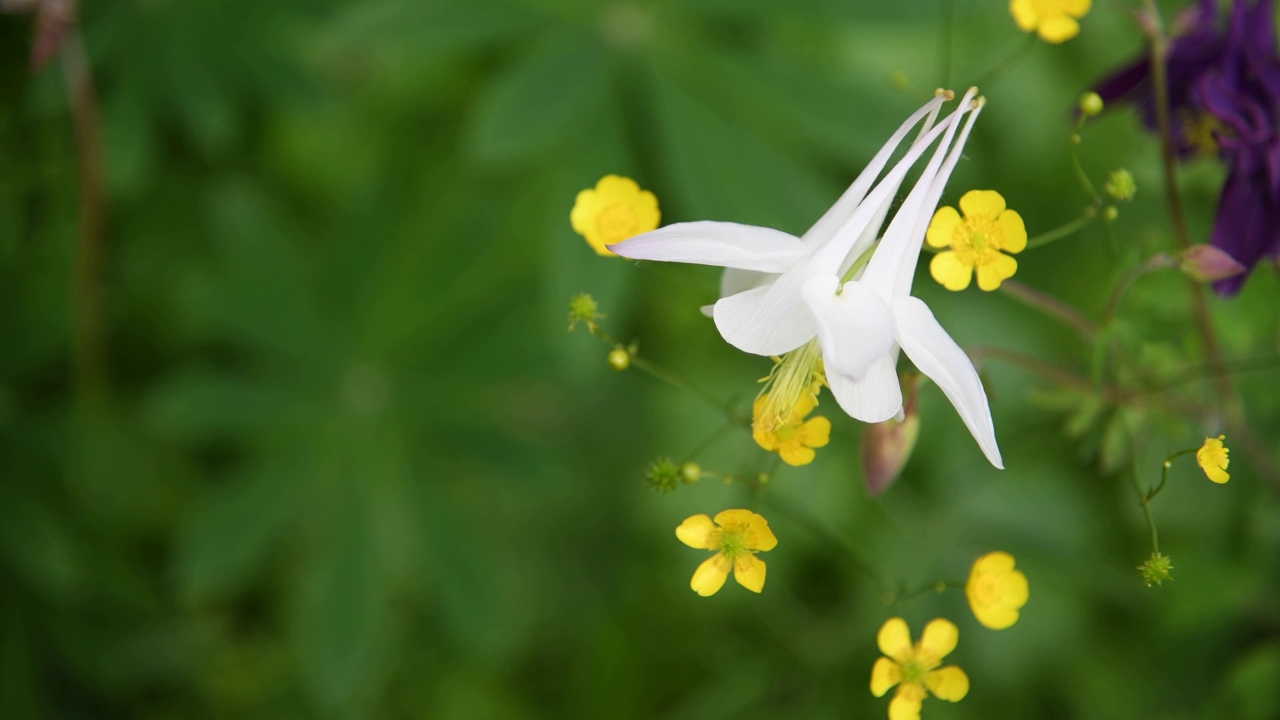 白色高山耧斗菜花视频素材