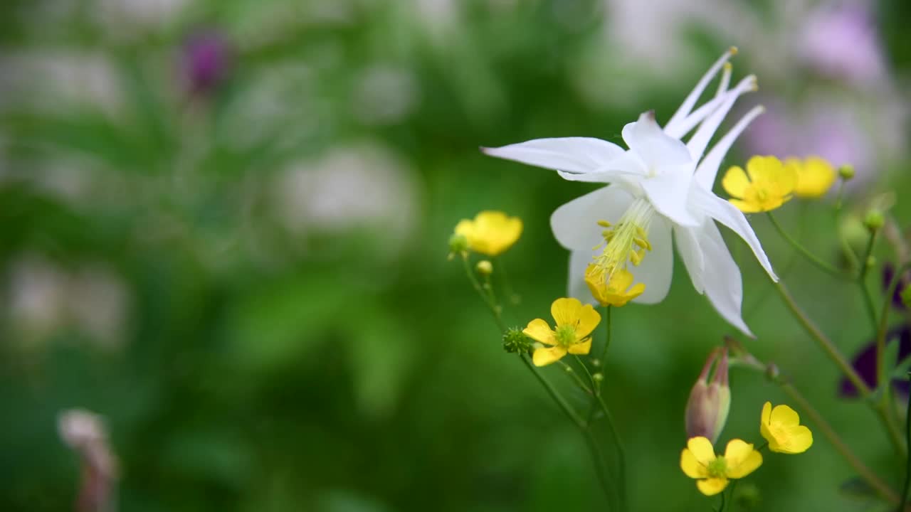 白色高山耧斗菜花视频素材