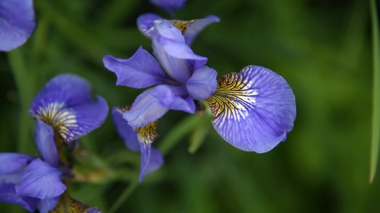 紫蓝色西伯利亚鸢尾花视频素材