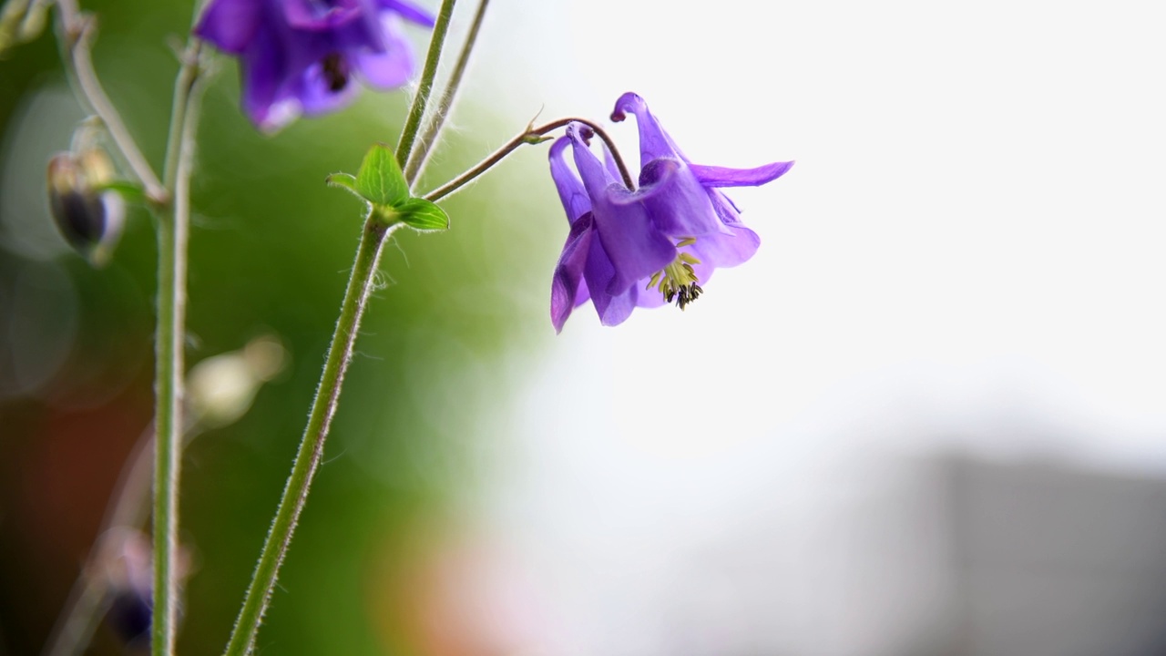 蓝色水仙花视频素材