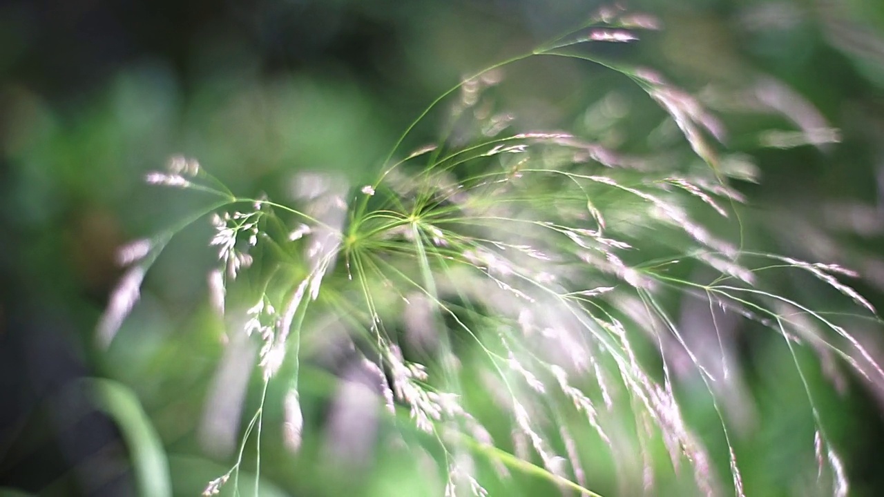 绒毛植物层视频下载