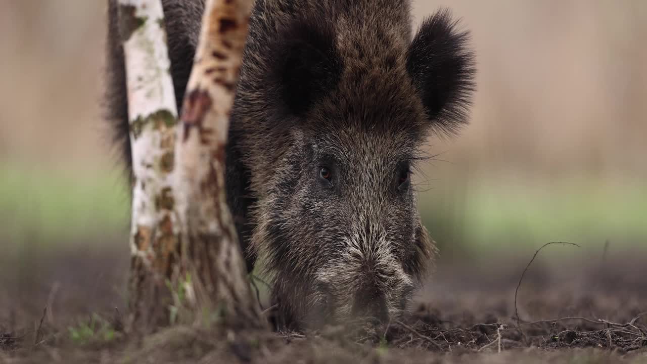 野猪(Sus scrofa)，欧亚野猪。视频素材