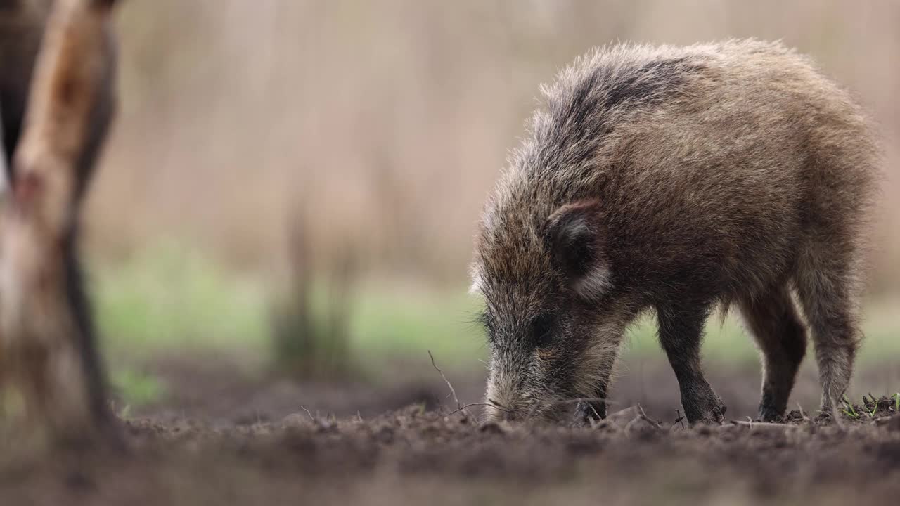 野猪(Sus scrofa)，欧亚野猪。视频下载