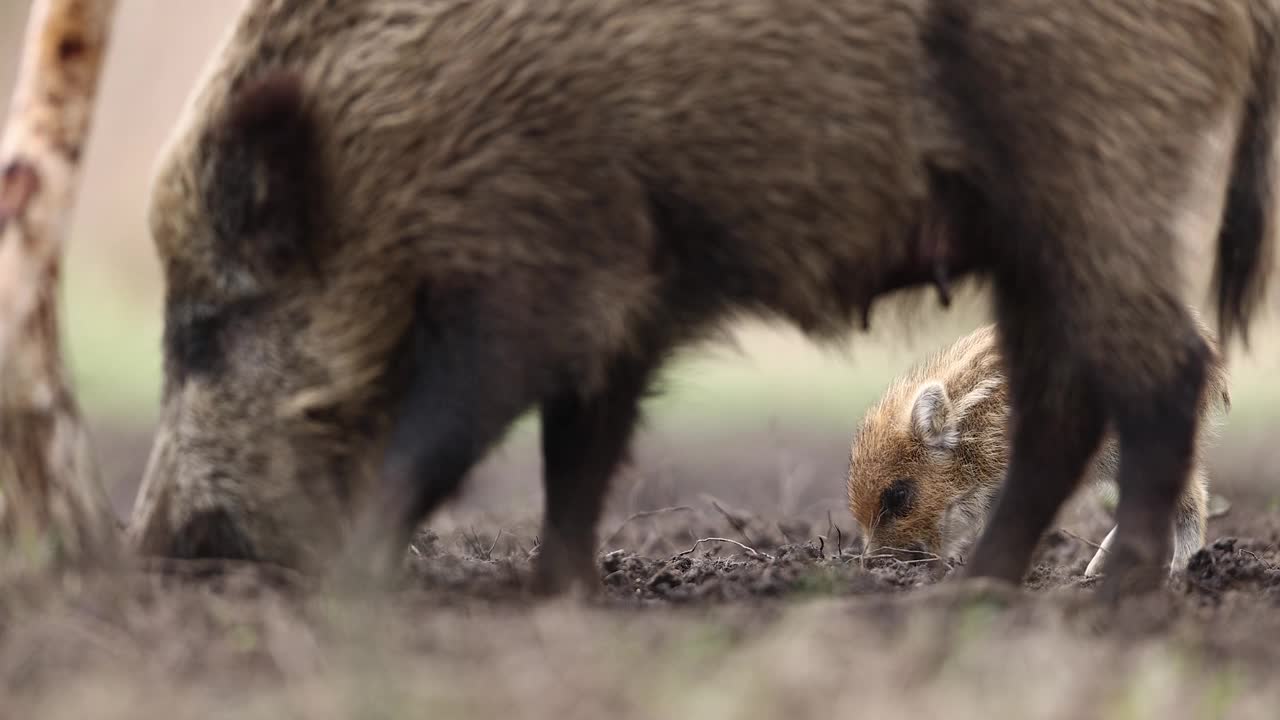 野猪(Sus scrofa)，欧亚野猪。视频下载