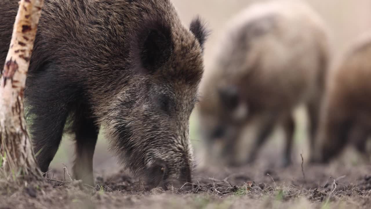 野猪(Sus scrofa)，欧亚野猪。视频下载