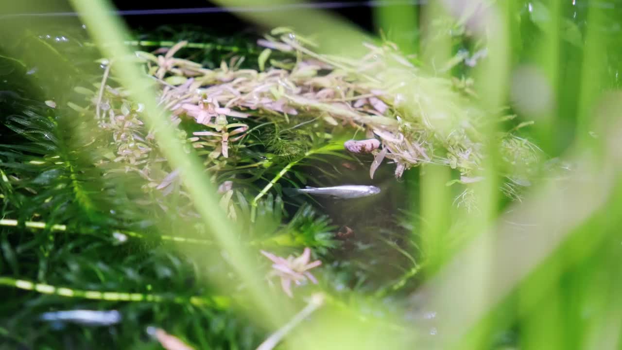 梅达卡在水面上悠闲地游泳视频素材