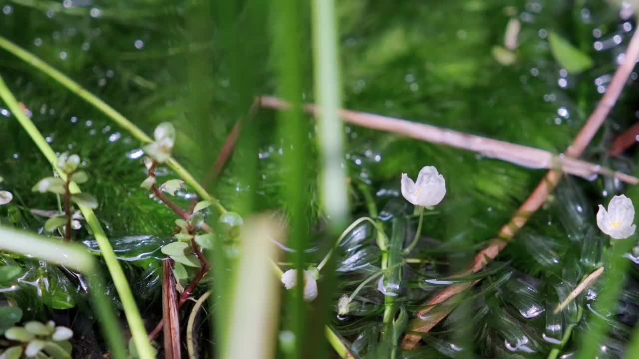 水里长出白色的水仙花瓣视频素材