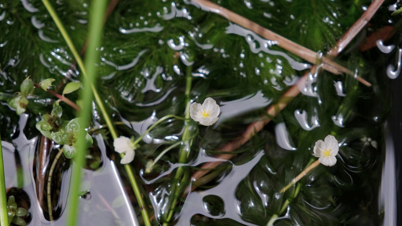 开白花的凤仙花视频素材