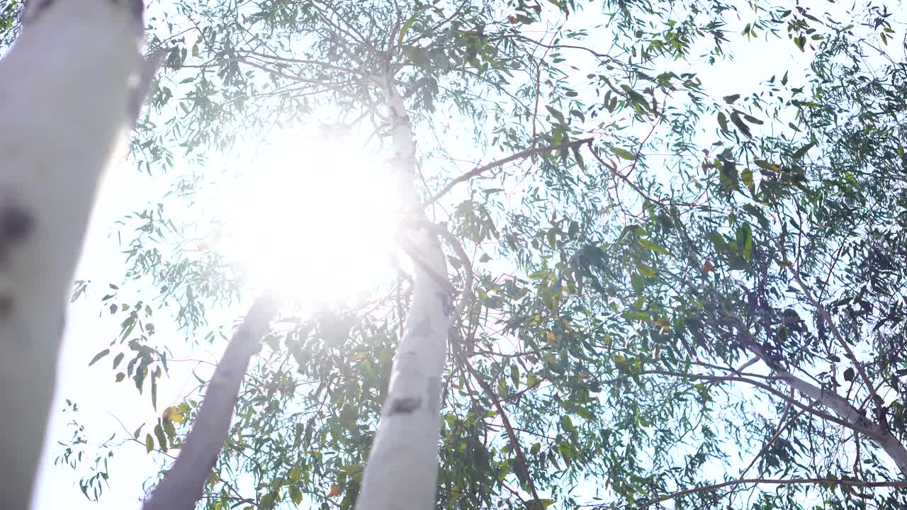 尤加利树视频素材