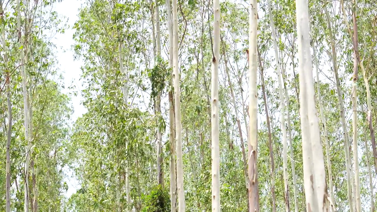 尤加利树视频素材