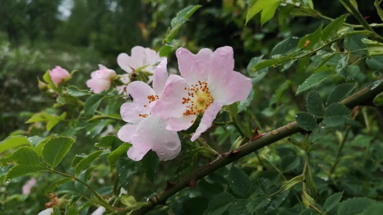 开花的玫瑰果枝在雨林中视频素材