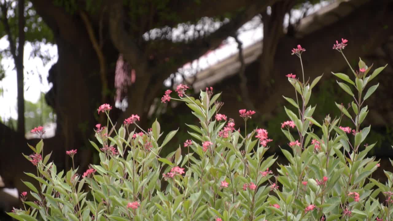 白天，一群带着红色和粉色花朵的游隼花在风中摇摆。视频素材