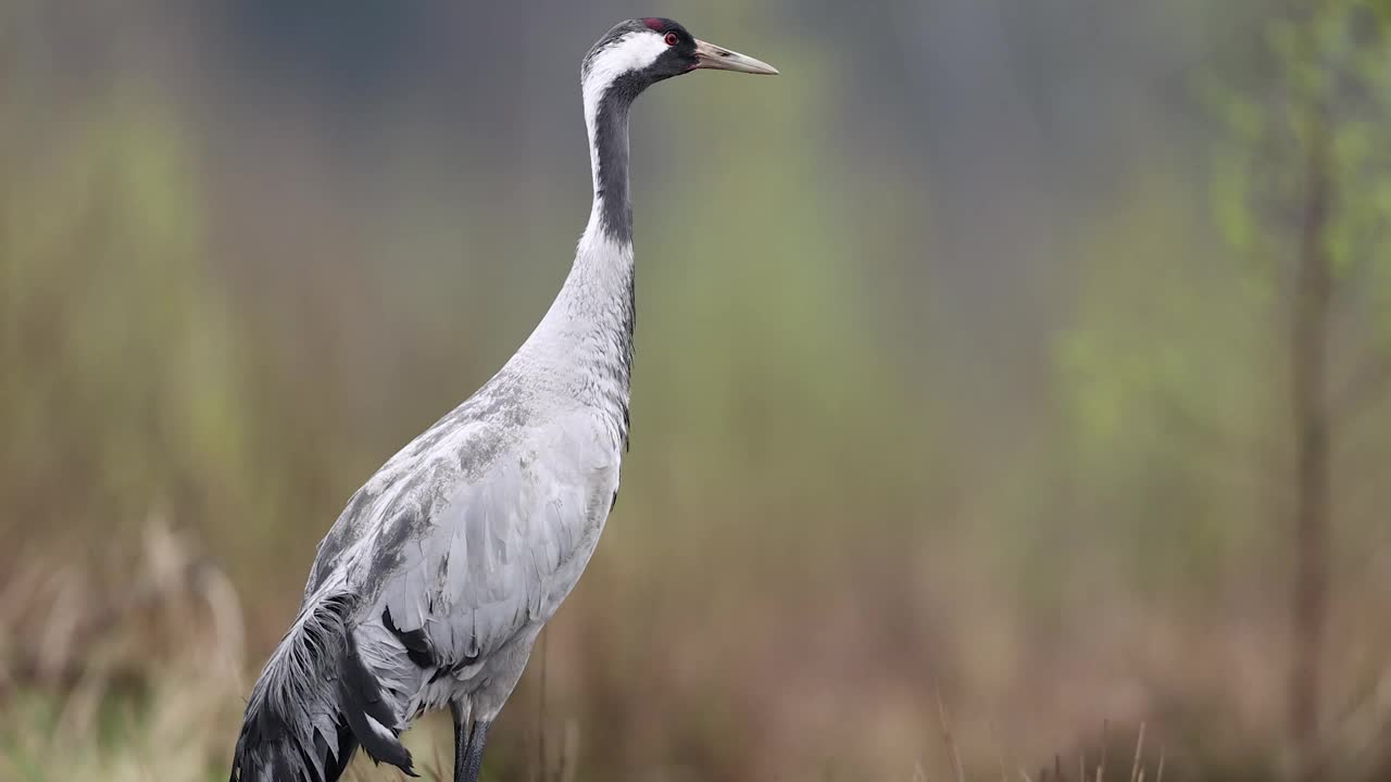 普通鹤(Grus Grus)，欧亚鹤。视频素材