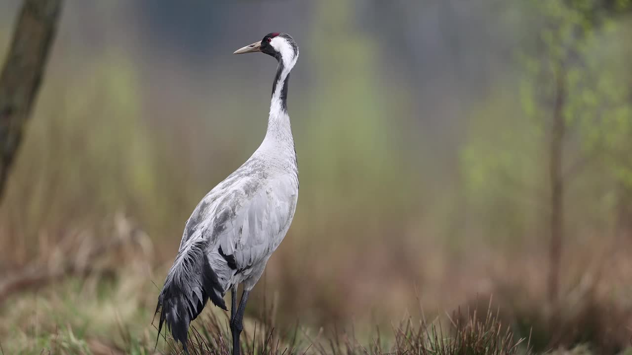 普通鹤(Grus Grus)，欧亚鹤。视频下载