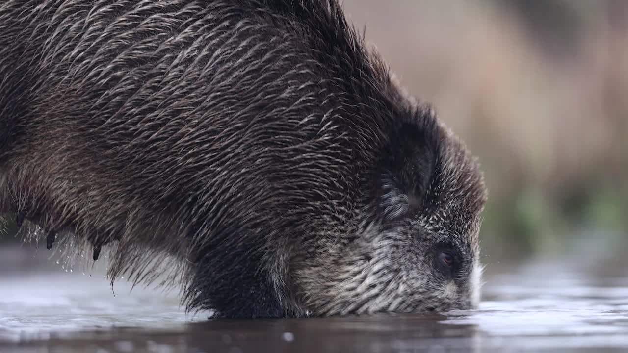 野猪(Sus scrofa)，欧亚野猪。视频素材