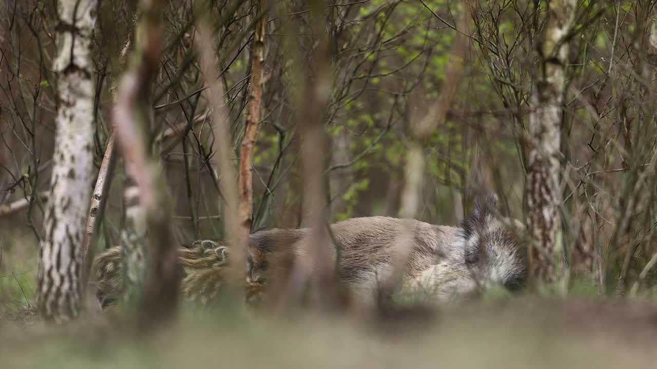 野猪(Sus scrofa)，欧亚野猪。视频下载