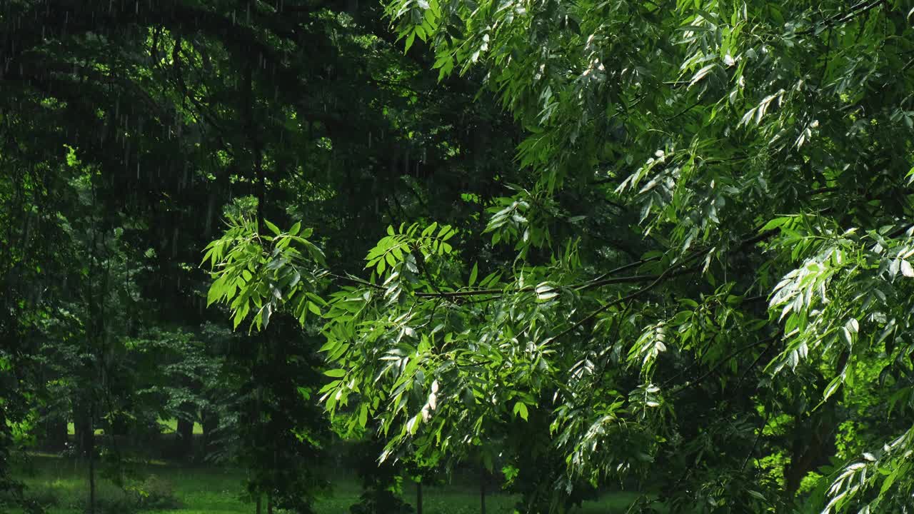 暴雨倾盆，夏季雷暴。绿色的树作为背景。多风多雨的天气，近距离拍摄带有散景的暗夜镜头。季节热带雨林风暴视频素材