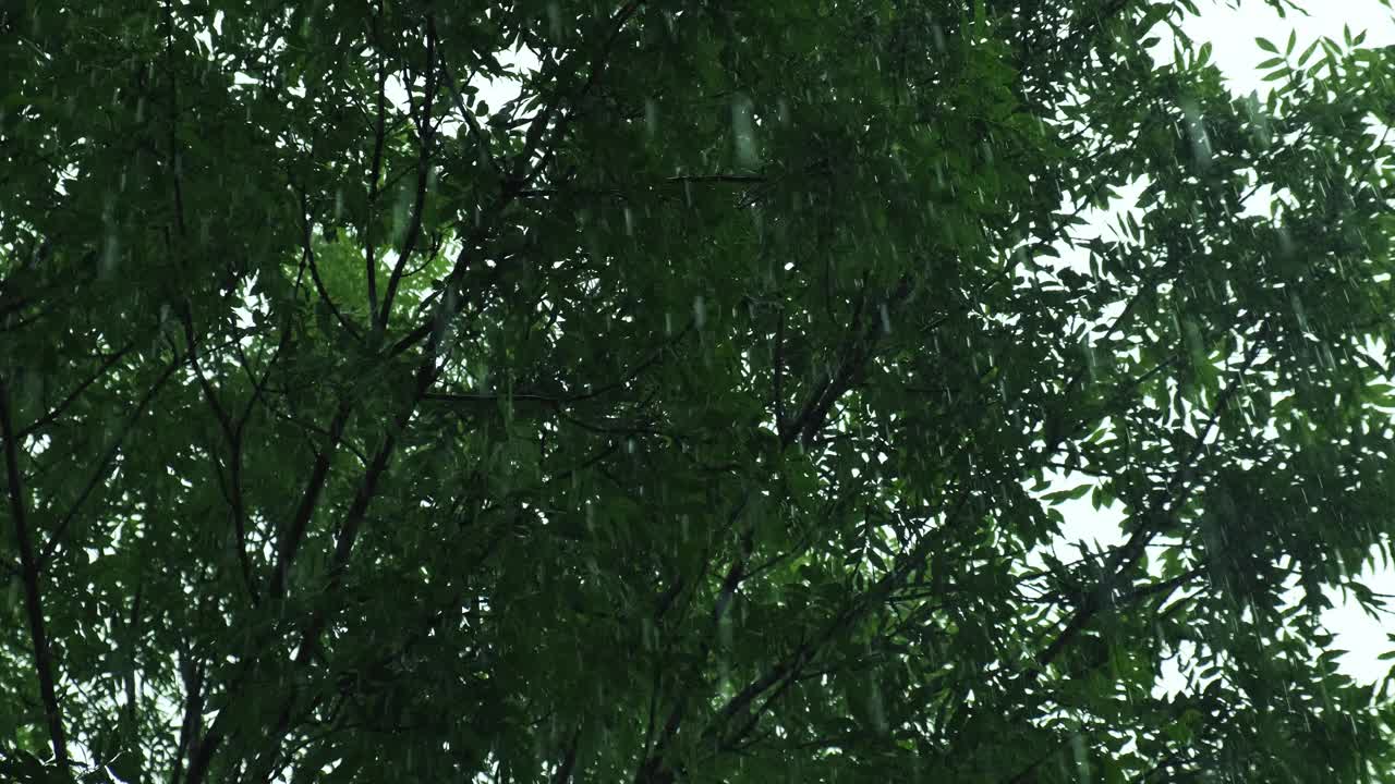 暴雨倾盆，夏季雷暴。绿色的树作为背景。多风多雨的天气，近距离拍摄带有散景的暗夜镜头。季节热带雨林风暴视频素材