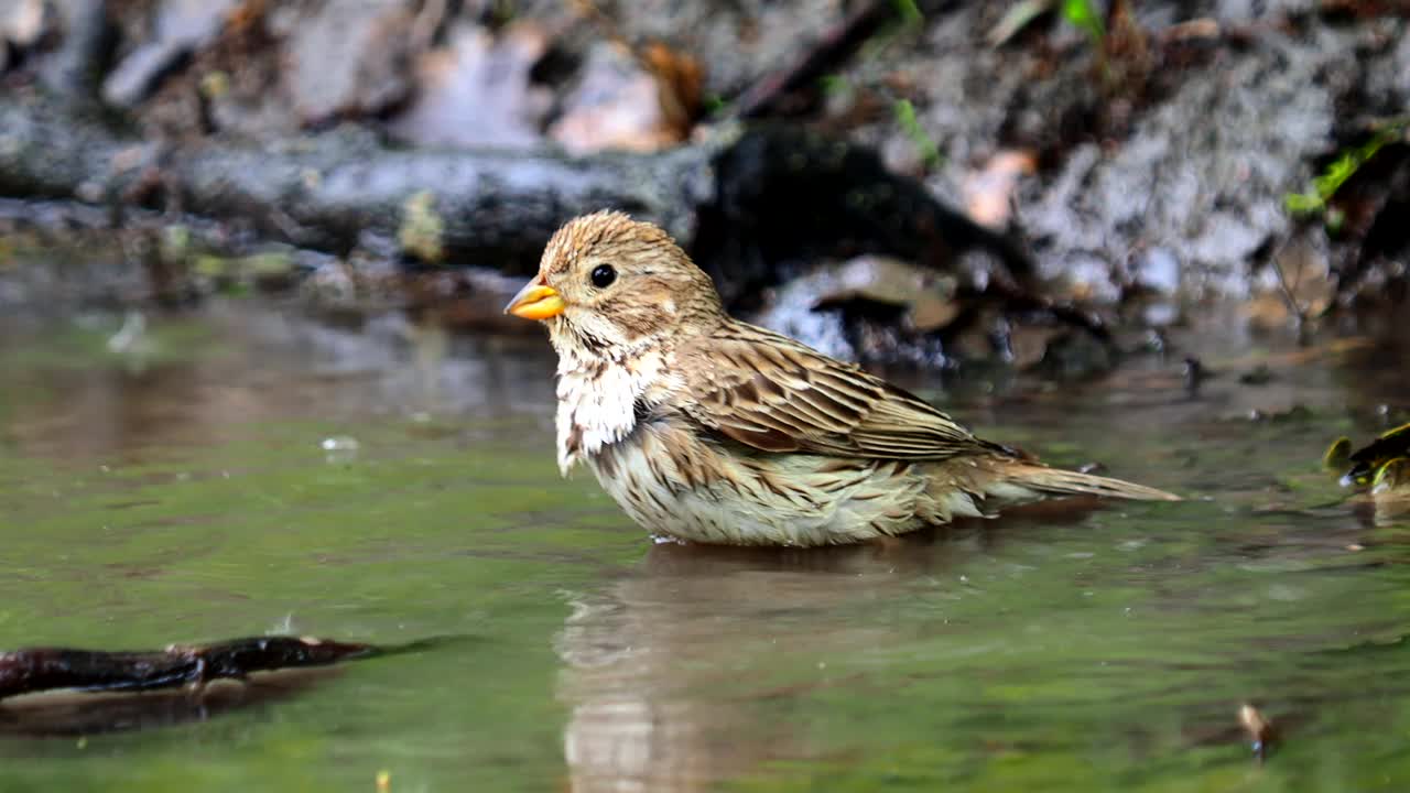 吃玉米的鸟在洗澡，Emberiza calandra视频素材