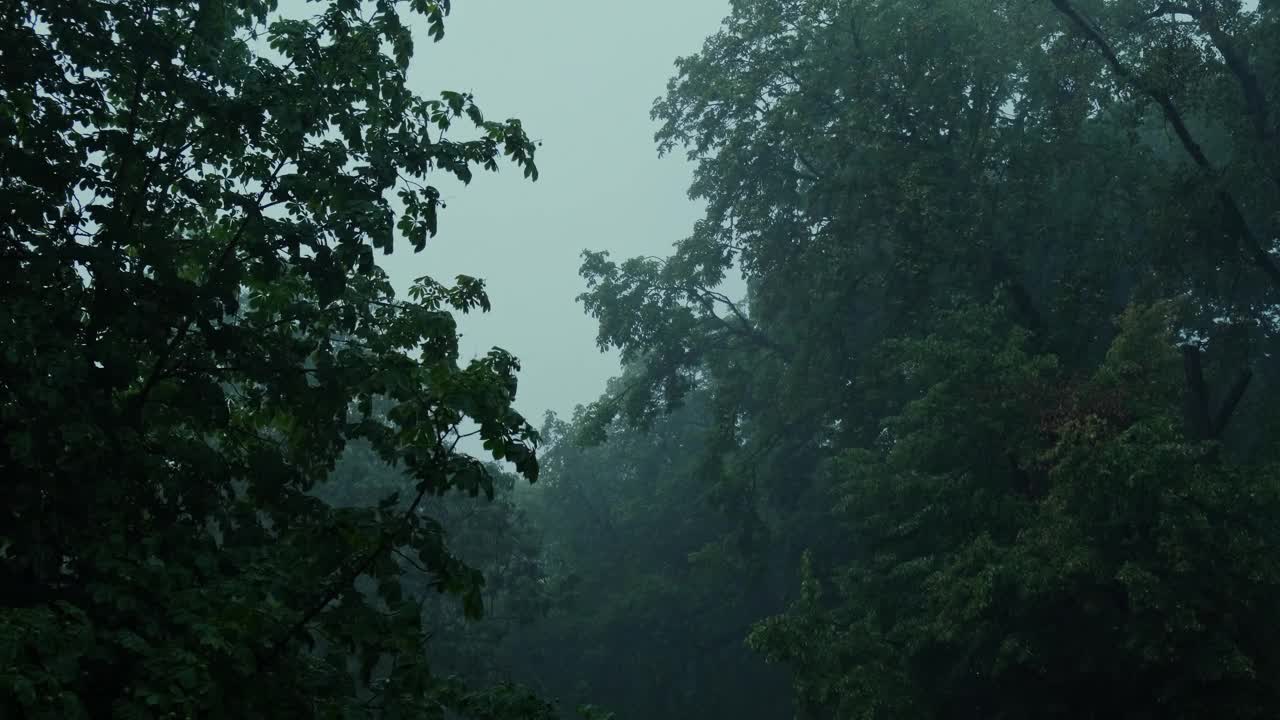 暴雨倾盆，夏季雷暴。绿色的树作为背景。多风多雨的天气，近距离拍摄带有散景的暗夜镜头。季节热带雨林风暴视频素材