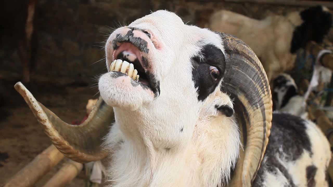 羊肉和祭羊肉视频素材