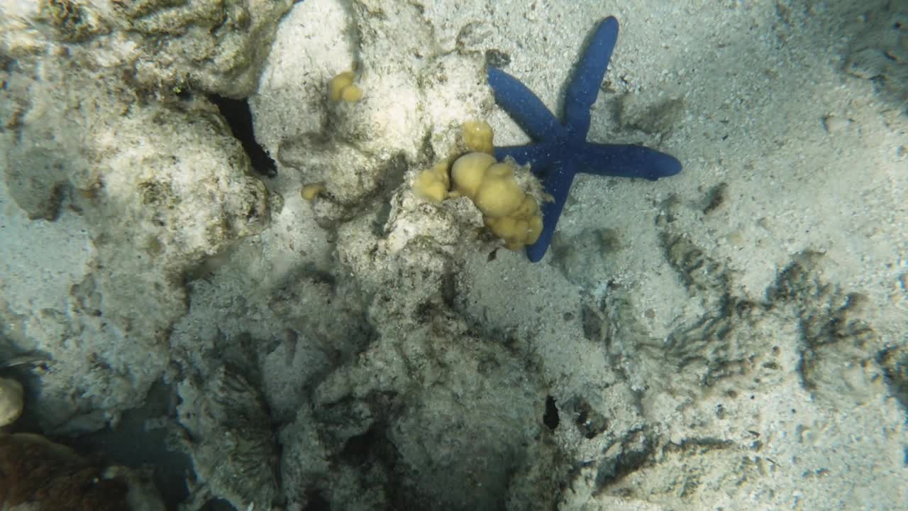 白天，太平洋岛屿拉罗汤加的阿罗阿海滩上，蓝海星和珊瑚在蓝绿色的浅水平静的泻湖周围，白色的沙滩海底视频素材