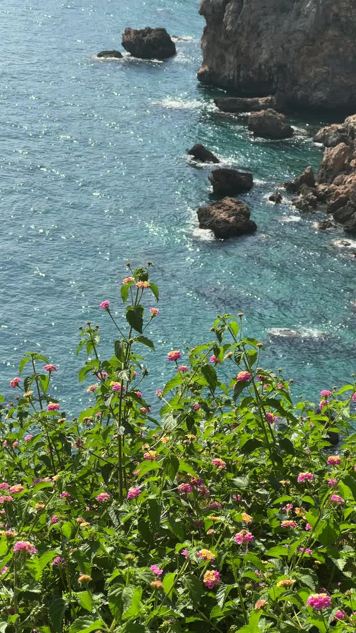 夏季植物和海景背景视频素材